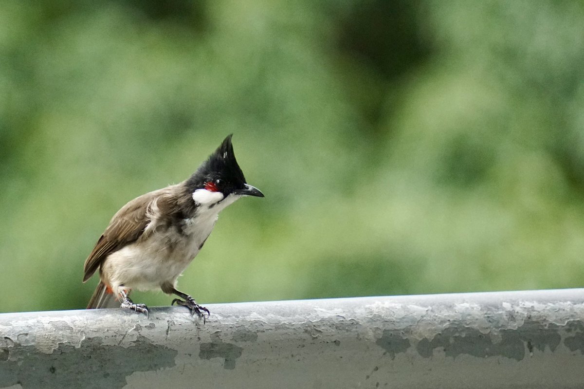 NAMELESSINSECTs's tweet photo. コウラウン
赤い可愛いほっぺが特徴的な鳥🥰
香港では普通に見られて、近くでさえずる姿を見ることができた( ｰ̀дｰ́)و https://t.co/yasqTpFXRU