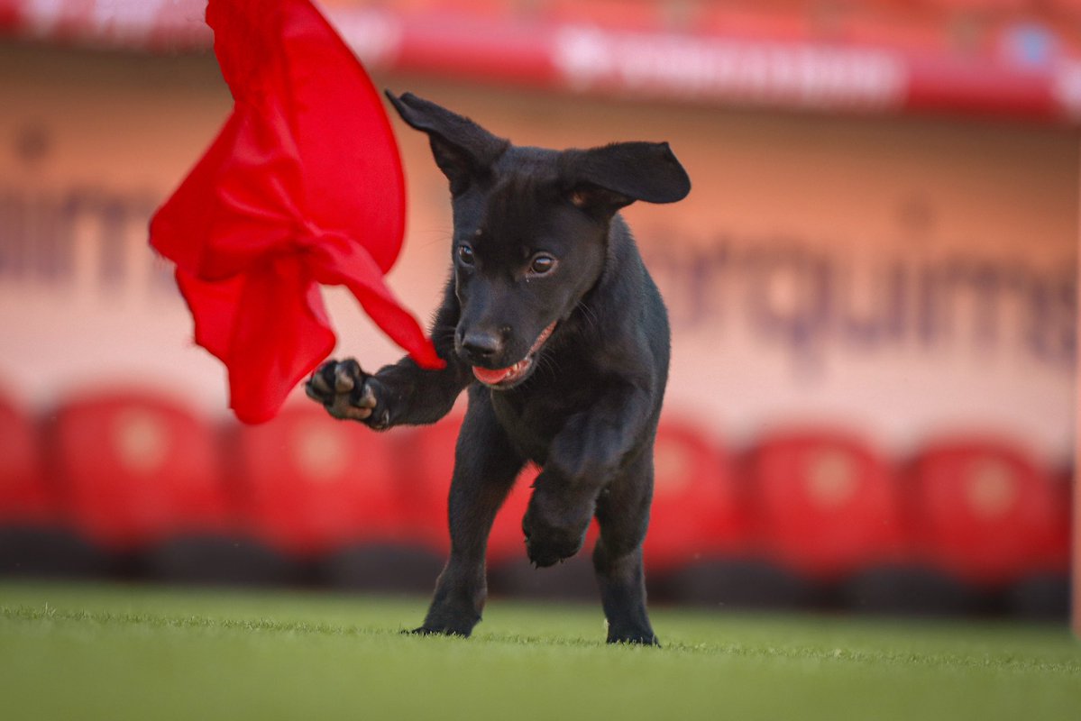 NASTICTARRAGONA's tweet photo. 🐕‍🦺 Avui, en el 𝗗𝗶𝗮 𝗠𝘂𝗻𝗱𝗶𝗮𝗹 𝗱𝗲𝗹 𝗚𝗼𝘀 𝗔𝗱𝗼𝗽𝘁𝗮𝘁, us presentem a 𝑷𝒆𝒓𝒍𝒂‼️

La petita es converteix en gossa ambaixadora del Nàstic, representant tots els gossos del CRAAMT que encara esperen trobar una família.

👋🏻Benvinguda! Dissabte, presentació al Temple‼️ https://t.co/q30H2qMhp5