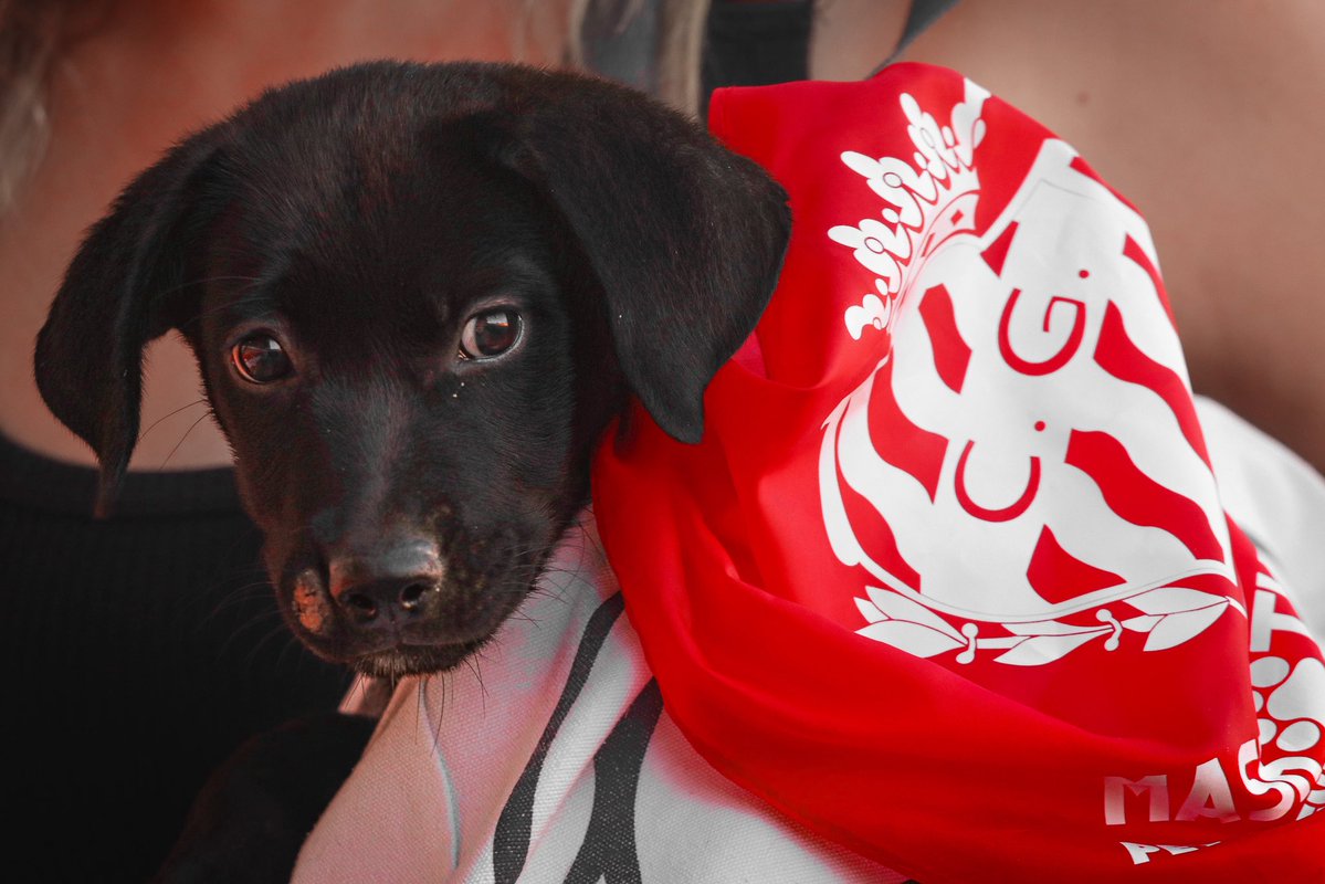 NASTICTARRAGONA's tweet photo. 🐕‍🦺 Avui, en el 𝗗𝗶𝗮 𝗠𝘂𝗻𝗱𝗶𝗮𝗹 𝗱𝗲𝗹 𝗚𝗼𝘀 𝗔𝗱𝗼𝗽𝘁𝗮𝘁, us presentem a 𝑷𝒆𝒓𝒍𝒂‼️

La petita es converteix en gossa ambaixadora del Nàstic, representant tots els gossos del CRAAMT que encara esperen trobar una família.

👋🏻Benvinguda! Dissabte, presentació al Temple‼️ https://t.co/q30H2qMhp5