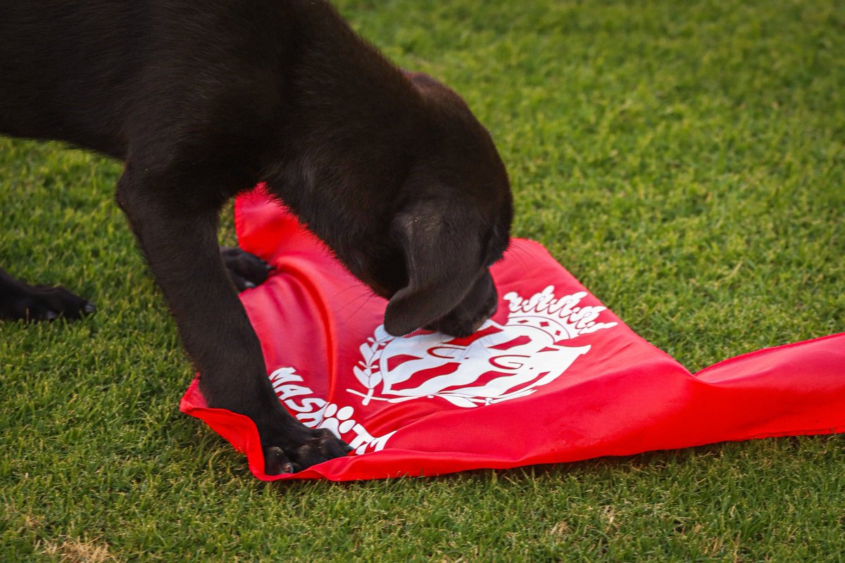 NASTICTARRAGONA's tweet photo. 🐕‍🦺 Avui, en el 𝗗𝗶𝗮 𝗠𝘂𝗻𝗱𝗶𝗮𝗹 𝗱𝗲𝗹 𝗚𝗼𝘀 𝗔𝗱𝗼𝗽𝘁𝗮𝘁, us presentem a 𝑷𝒆𝒓𝒍𝒂‼️

La petita es converteix en gossa ambaixadora del Nàstic, representant tots els gossos del CRAAMT que encara esperen trobar una família.

👋🏻Benvinguda! Dissabte, presentació al Temple‼️ https://t.co/q30H2qMhp5