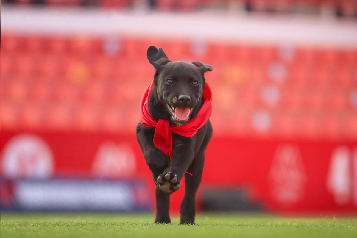 NASTICTARRAGONA's tweet photo. 🐕‍🦺 Avui, en el 𝗗𝗶𝗮 𝗠𝘂𝗻𝗱𝗶𝗮𝗹 𝗱𝗲𝗹 𝗚𝗼𝘀 𝗔𝗱𝗼𝗽𝘁𝗮𝘁, us presentem a 𝑷𝒆𝒓𝒍𝒂‼️

La petita es converteix en gossa ambaixadora del Nàstic, representant tots els gossos del CRAAMT que encara esperen trobar una família.

👋🏻Benvinguda! Dissabte, presentació al Temple‼️ https://t.co/q30H2qMhp5