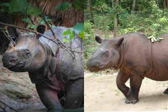 indepenSumatera's tweet photo. Asal kalian tahu wak

Badak jawa sisa 80 ekor
Badak Sumatera sisa 40 ekor
Badak Kalimantan sisa 2 ekor

Harimau sumatera sisa 600 ekor lagi
Harimau jawa sudah punah

Gajah di Sumatera sisa 1.500 ekor
Gajah di Kalimantan sisa 5-25 ekor

Gajah borneo malaysia (sabah) sisa 2.000 ekor

Mereka saat ini dianbang kepunahan.