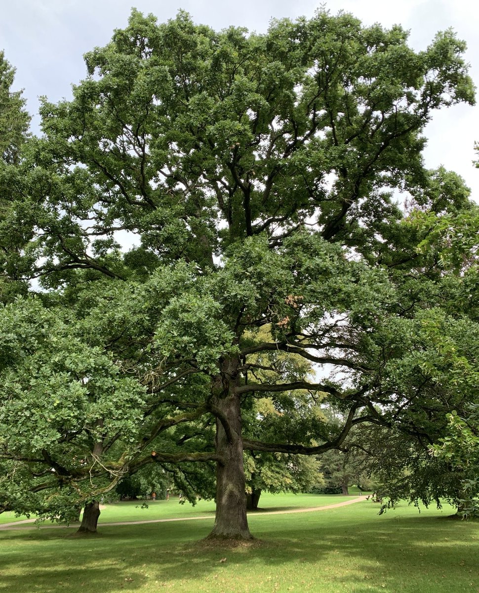 jashazed's tweet photo. some of my favourite trees <3 https://t.co/LEDP0pUANB