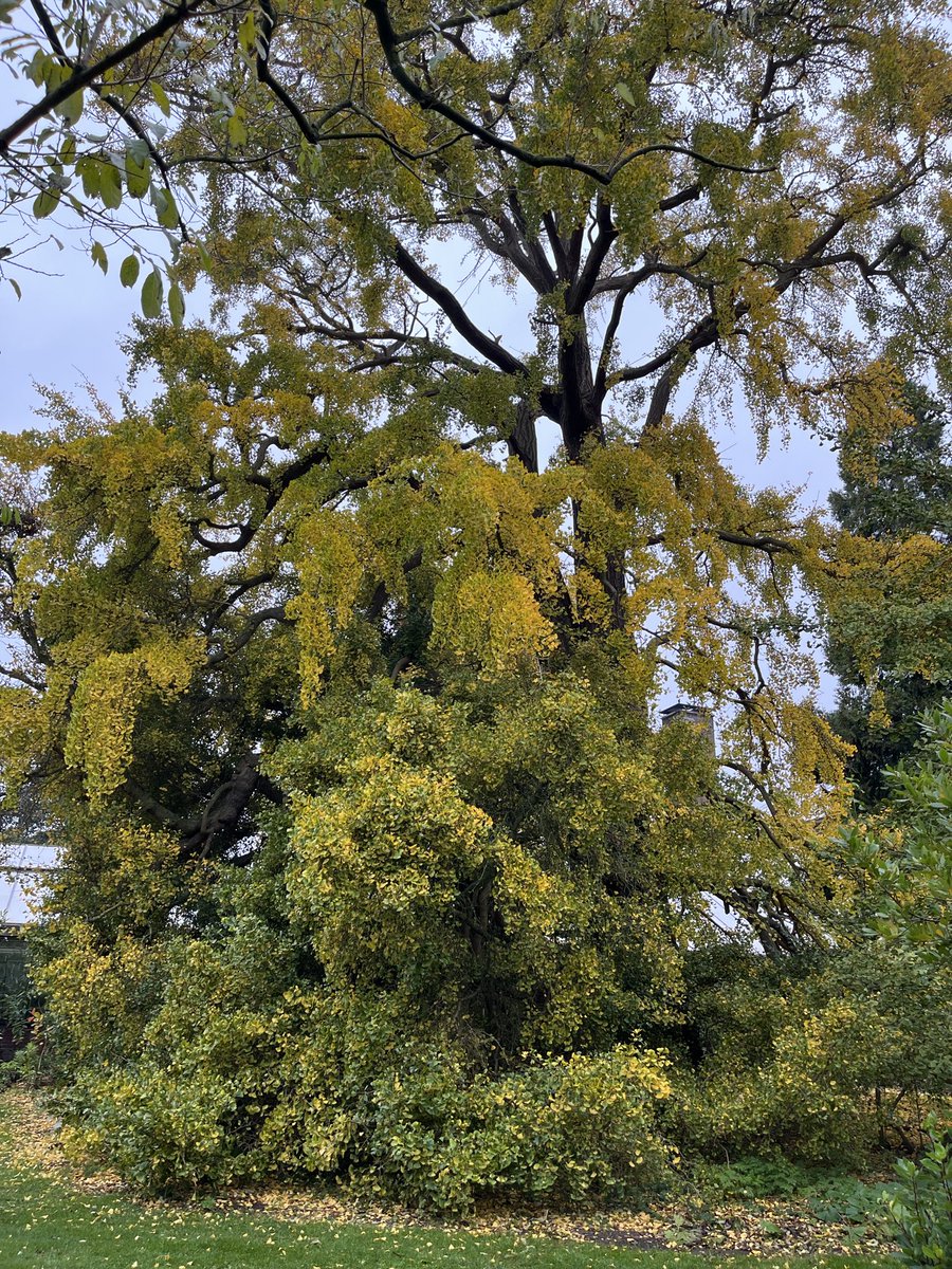 jashazed's tweet photo. some of my favourite trees <3 https://t.co/LEDP0pUANB
