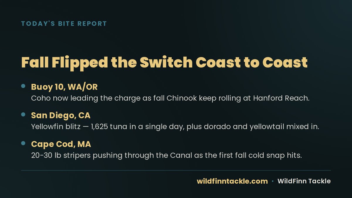 WildFinnTackle's tweet photo. Fall flipped a switch this week — coho are stacking up at Buoy 10, San Diego's yellowfin bite is red hot, and 20-30 lb stripers are rolling through the Cape Cod Canal. Get out there. #FishingReport https://t.co/Bh5yVXY3pf