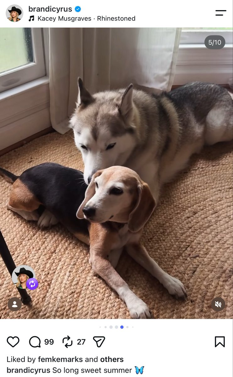 miley_orbit's tweet photo. @louiss881m No little dog is a beagle. https://t.co/cfiUrcGqNL
