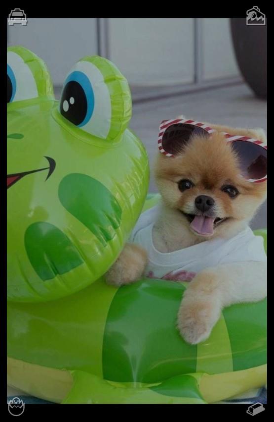 alesinrivera's tweet photo. I put the cookies in the oven, and Buddy sits by the oven, waiting. He watches the cookies bake, his tail wagging, and every now and then, he sniffs the air, smelling the cookies. He’s so excited to try them.😁Christmas Cleaning The Christmas tree is decorated https://t.co/bg6XgcJIIT