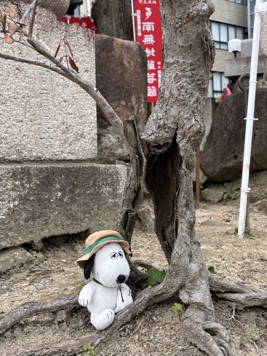 pinotsuke tweet picture