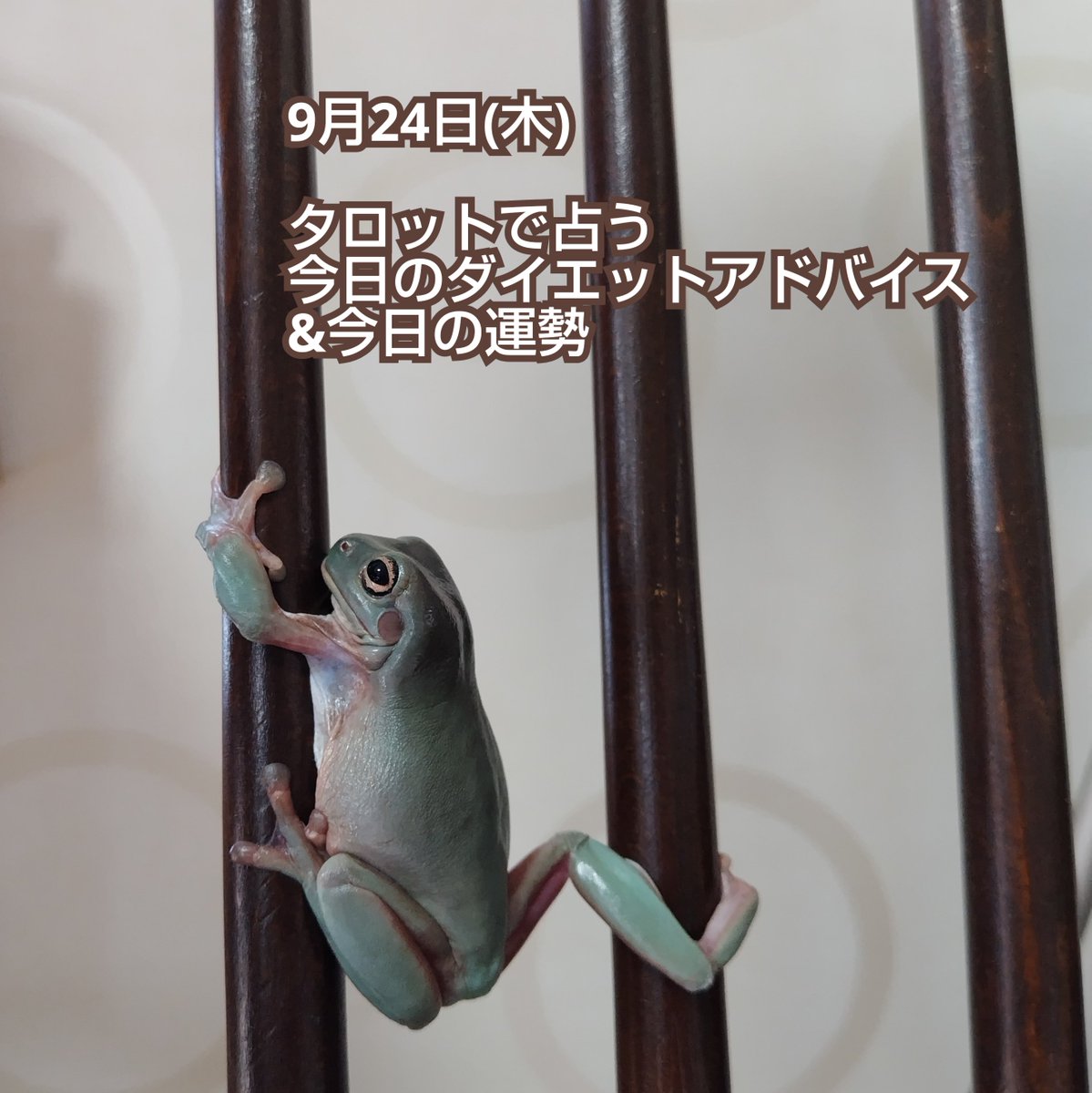 HappyYuki19's tweet photo. 9月24日(木)　#占い
#タロットで占う今日のダイエットアドバイス ＆ #今日の運勢 は、画像をご覧ください　

⭐イベント出店⭐️
9/27(日)　きらきらワーク
9/29(火)　むくNagicoffee2Ｆ
10/3(土)　WAKKAマルシェ
10/11(日)　ゆるりフェスタ

【紫空公式HP】
https://t.co/0zcTPUmGSF https://t.co/cdNCLoyKbT