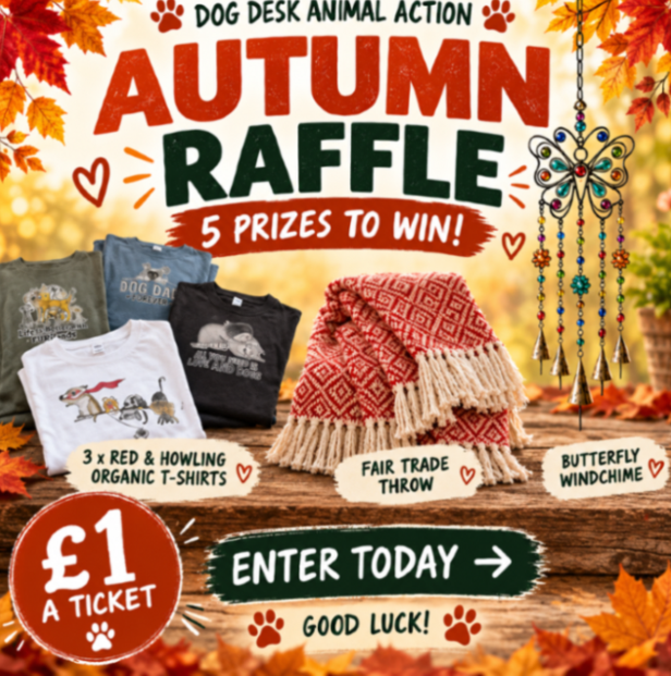 DogDeskAction's tweet photo. Our raffle has completely stalled. Not one ticket has sold in two days.

There are FIVE prizes, tickets cost just £1 and only 113 remain. We really need to get this moving again for the animals.

🇬🇧 UK only. Please enter or share ❤️

https://t.co/xSegKNuMO6 https://t.co/DS2pv9uDl9