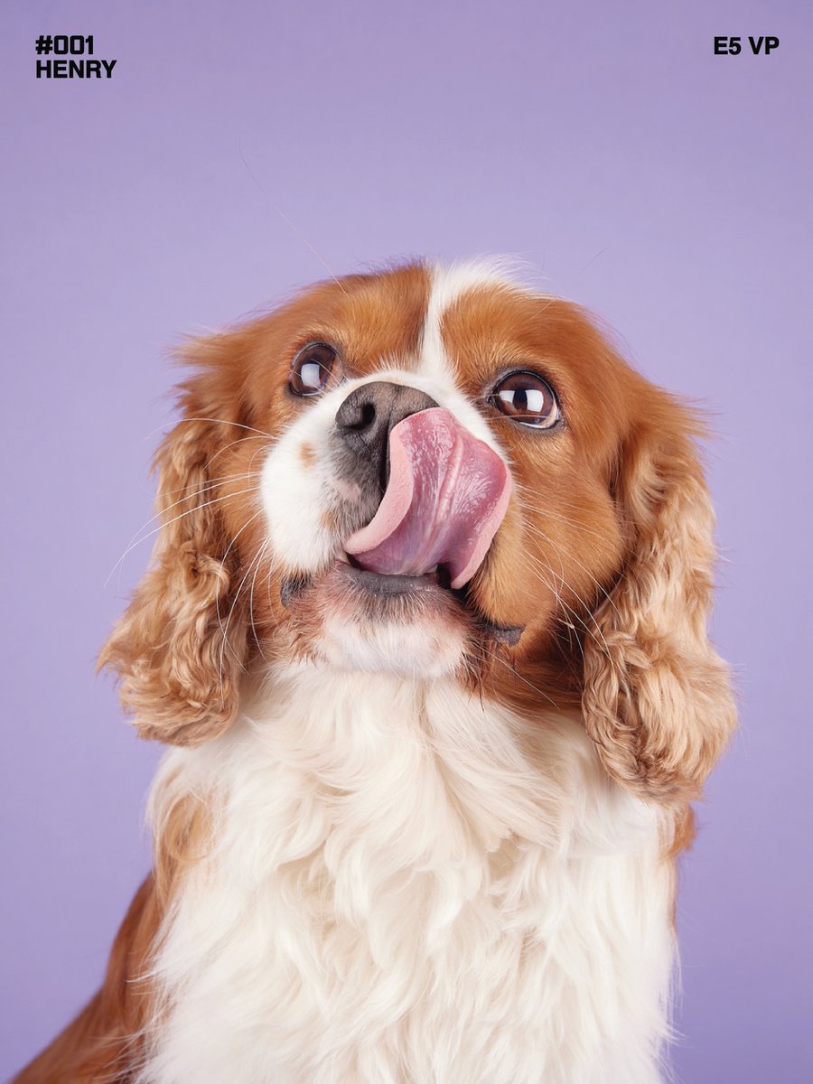 SunshineDenbhx's tweet photo. Meet Henry! Big eyes, silky ears, and impeccable tongue timing—Henry understood the assignment. Which portrait is your favourite? I photograph dogs and pets across London. Let’s capture special moments together. https://t.co/ac6F2jI7sv