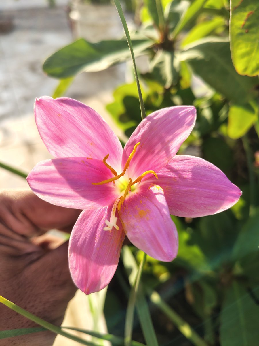 trinature3's tweet photo. किसी को देना ही है तो खुशियां दो,
दुःख देने के लिए तो जिंदगी है ही...
#rainlilly #pink #blooming #लेखनी
@keeper_of_books @nochifun
@myrajan786 @Saphhire_Fire https://t.co/omOExEGVax