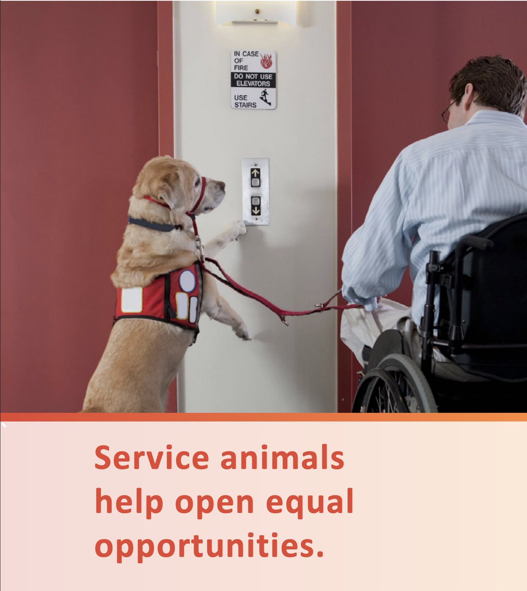 NortheastADA's tweet photo. Check out our new Fact Sheet - Service Animals Under the ADA #ServiceAnimals #ADA
https://t.co/CYp24qtQ8a https://t.co/DnpBgUG9RB