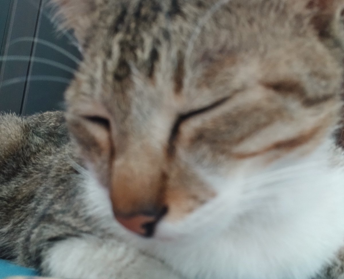 DawnofSidereal's tweet photo. Jauh dari kata galak, kucil kucing chill kebanggaan gue https://t.co/xuKvVtS45N