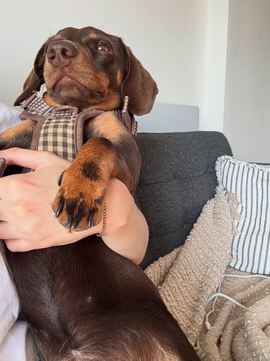 BaileyBukhari's tweet photo. Life lately: sausage edition. https://t.co/C9mNz1D4RJ