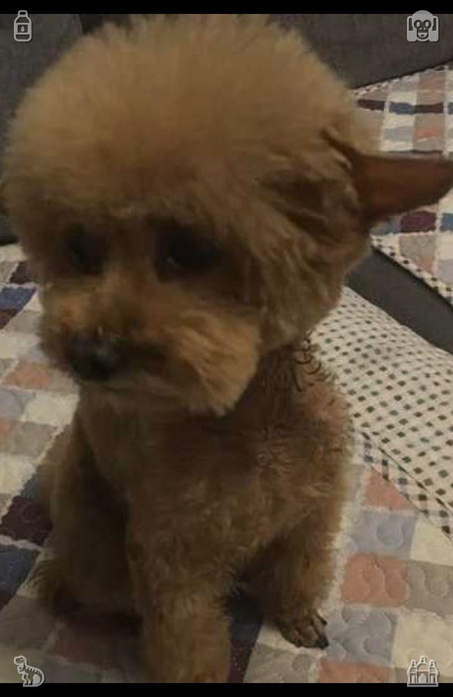i_chan0918's tweet photo. After drinking, Buddy curled up on the blanket, his eyes growing heavy, and Lily stroked his fur gently, whispering, “Welcome home, Buddy. I love you already.”🤰Evening walk Quiet and calm https://t.co/MDScbaXpCy