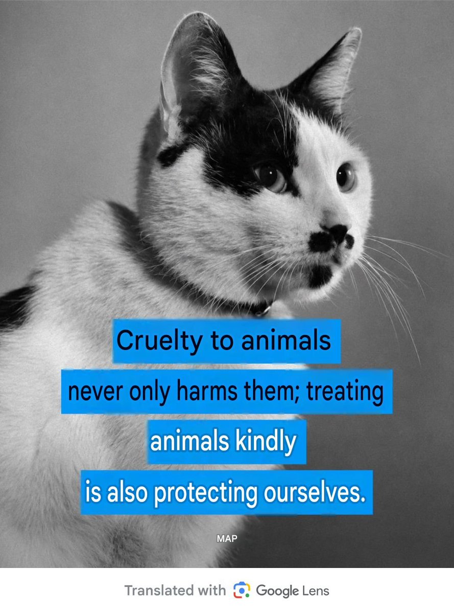 PhaedraXTeddy's tweet photo. XuZhihui has been allowed to hurt thousands of cats and influence hundreds of thousands of Chinese to do the same as online "content" #MadeInChina . 
#StopAnimalCrueltyInChina https://t.co/sBHppWXS8y