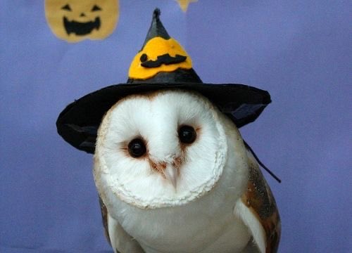 3Owl3Howl3's tweet photo. https://t.co/HnkMGBLPZm