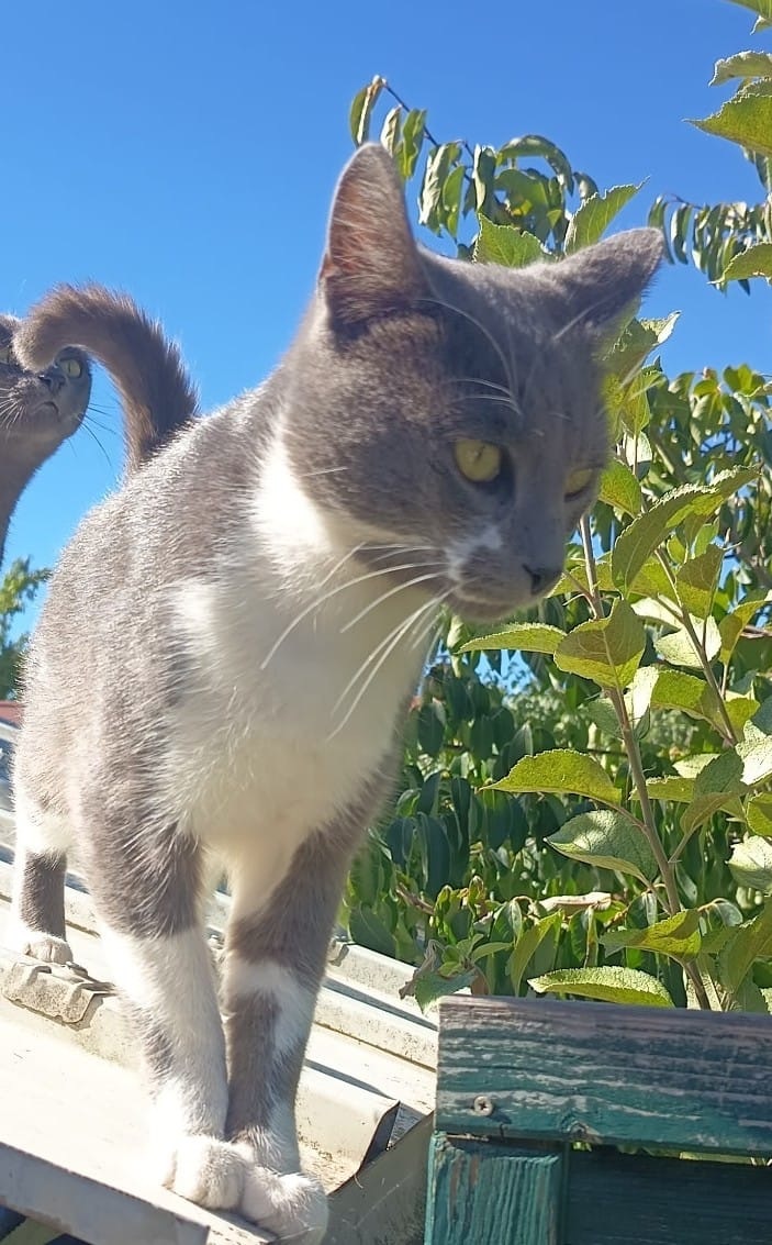vigipets's tweet photo. 🟢 🐱 Chat trouvé le 22/07/2026 à Cournon-d'Auvergne (63800).
Mâle / Identifié(e) : Non
☎️ 0645885334
📧 rougelave@free.fr
#VigiPets #chatperdu #chattrouve #chat #perdu #trouve https://t.co/cQcuQ8T2fC