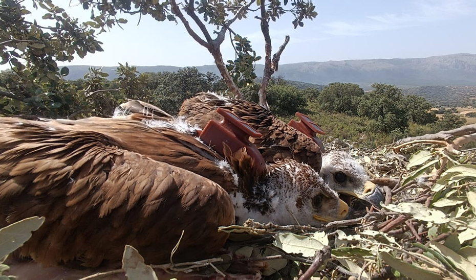 AndaluciaJunta's tweet photo. 🔎🦅El seguimiento del águila imperial mediante GPS permite localizar focos de virus del Nilo

🐔@MedioAmbAND ha colocado este año emisores a 29 pollos radicados en el Espacio Natural de Doñana, Granada y Cádiz. 🖇️ https://t.co/zaQ1b2F2HK https://t.co/tj0bag2vfc