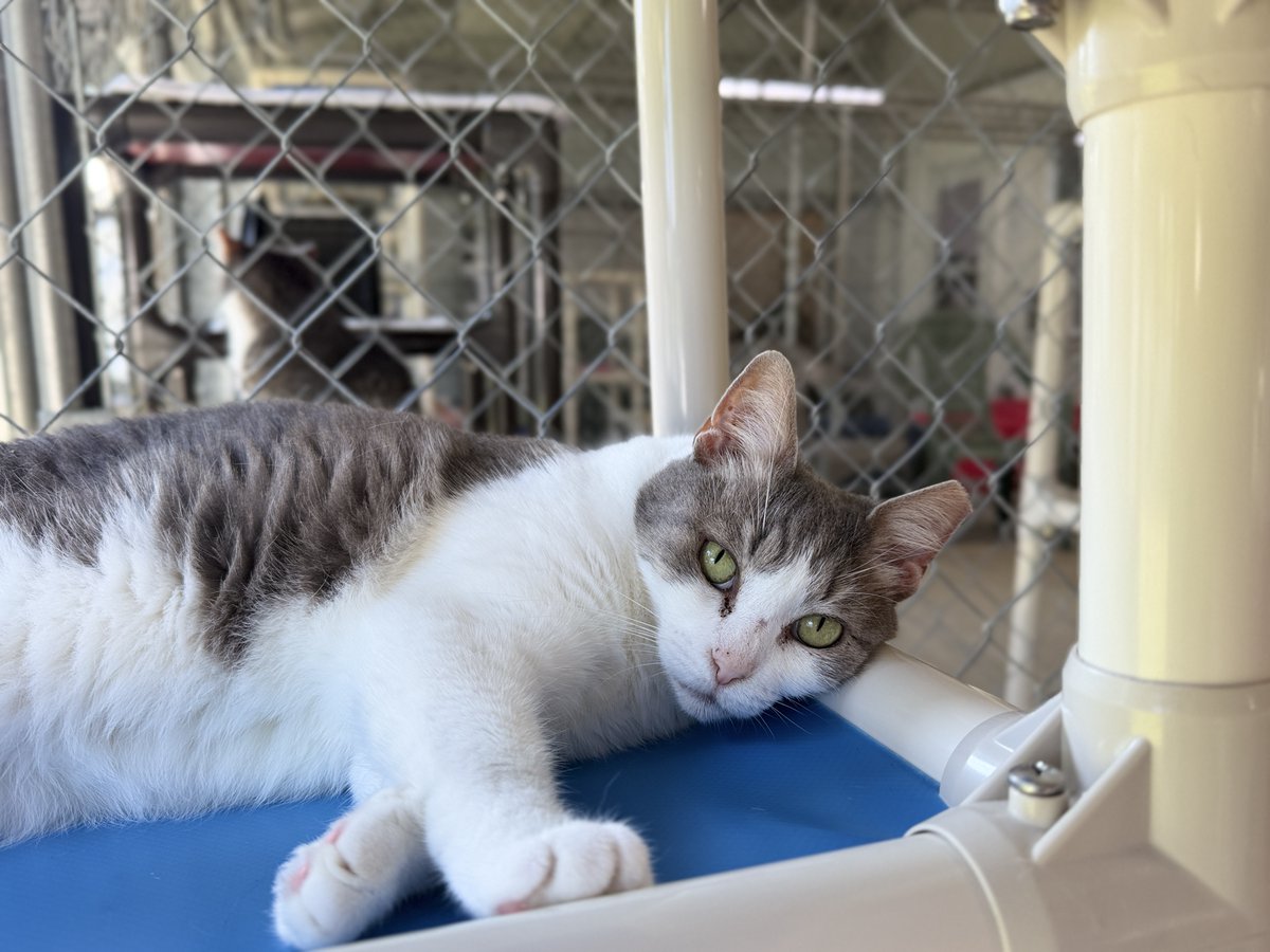 BlindCatRescue's tweet photo. #COTD Momma arrived in late 2021 after being found on the property! She is a very sweet kitty who was terrified of staff for a very long time before coming out of her shell. She now has made lots of friends and loves crinkle ball toys.
Read more: https://t.co/Ie4TcESVe5 https://t.co/u7jcxGYNqy