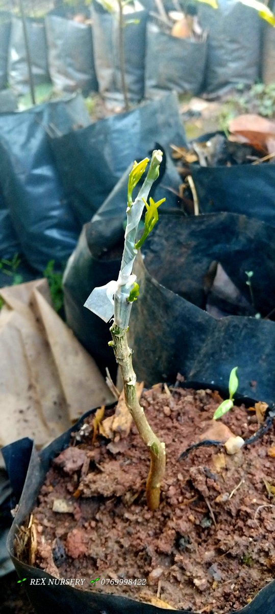 RexNursery's tweet photo. Before vs now grafted pomelo grapefruit munambahosi seedlings 💚 https://t.co/xS7K6hh6pm