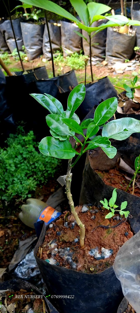 RexNursery's tweet photo. Before vs now grafted pomelo grapefruit munambahosi seedlings 💚 https://t.co/xS7K6hh6pm