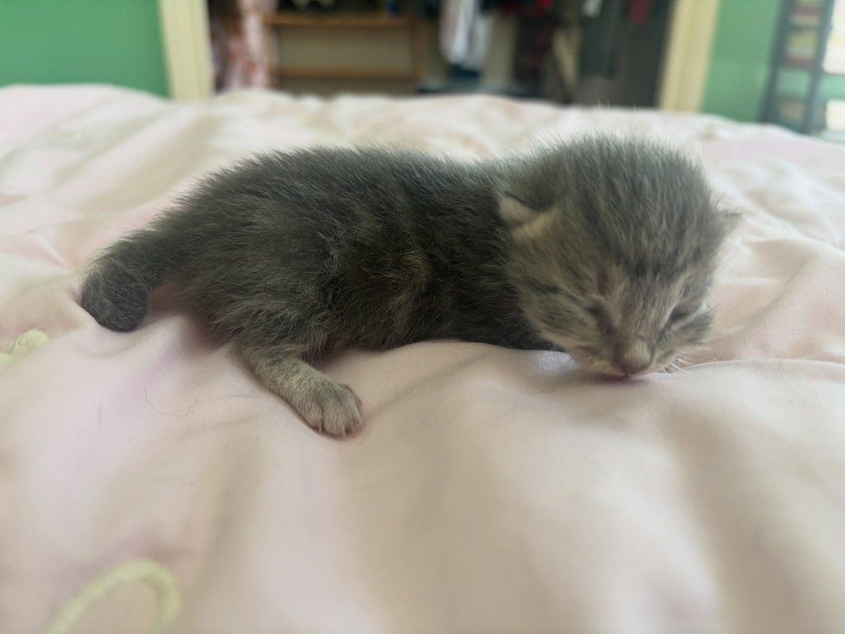 ThomasBalcos's tweet photo. Kitten https://t.co/NnyUfGNoar
