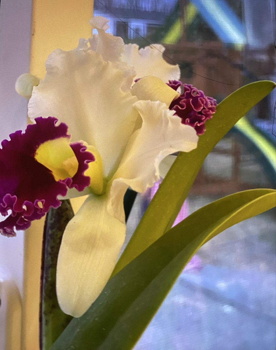 Jamiejj143's tweet photo. I love orchids 💐 https://t.co/LxWUfPkvav
