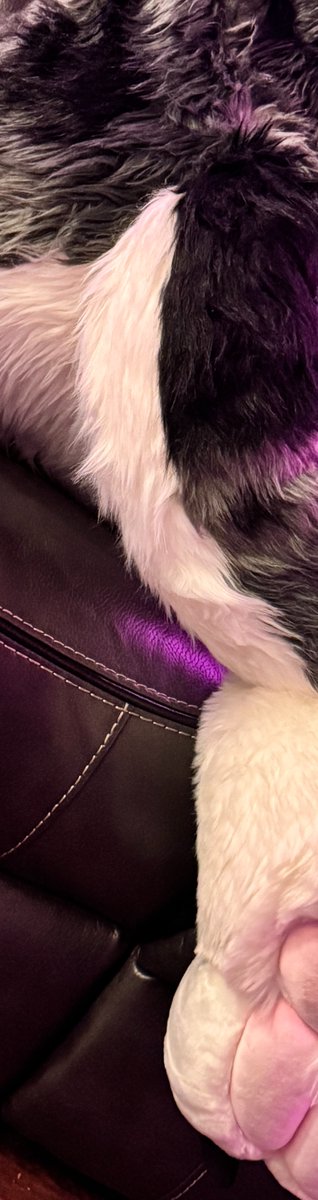 twopiecedior's tweet photo. 🐾 or 🍑 https://t.co/72MpdPiiSH