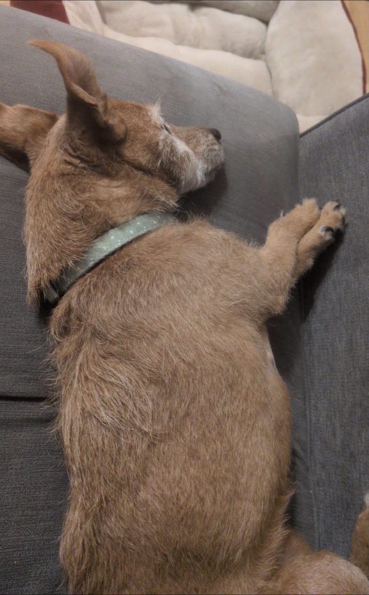 AdoptionsUk's tweet photo. Please retweet, very happy news!!  Thanks to shares across social media, Rosie, aged 12 moved into her new home yesterday - 22 Sept 2026 #YORKSHIRE #UK 
😀😀😀😀😀😀😀😀😀😀😀😀😀😀
Thank you all so much for all of your retweets. They made a difference 🐶🏡🏅❤️
'ROSIE has moved into a home today
She has had a big day, as this morning she had an early trip to the vets for a heart scan . She has mitral valve disease, but the good news is, it’s early and she has no symptoms or signs of heart failure, so she is starting on Vetmedin, and our vet is confident this will be all she needs and her lifespan will not be affected, so it’s really good news for Rosie that this was noticed early.
Thank you all so much for the incredible response to her appeal - we’re sorry we haven’t had chance to get back to everyone...' Helping Yorkshire Poundies Rescue.
More info on fb👇👇👇
https://t.co/UJwYqSXN7b

#dogs #Rosie #pets #adoptdontshop #England  @KatieAmess @scanme_tukslaw @Tukslaw_scanme @Time_4_unity 

In the kennels                                Now on the sofa 😀