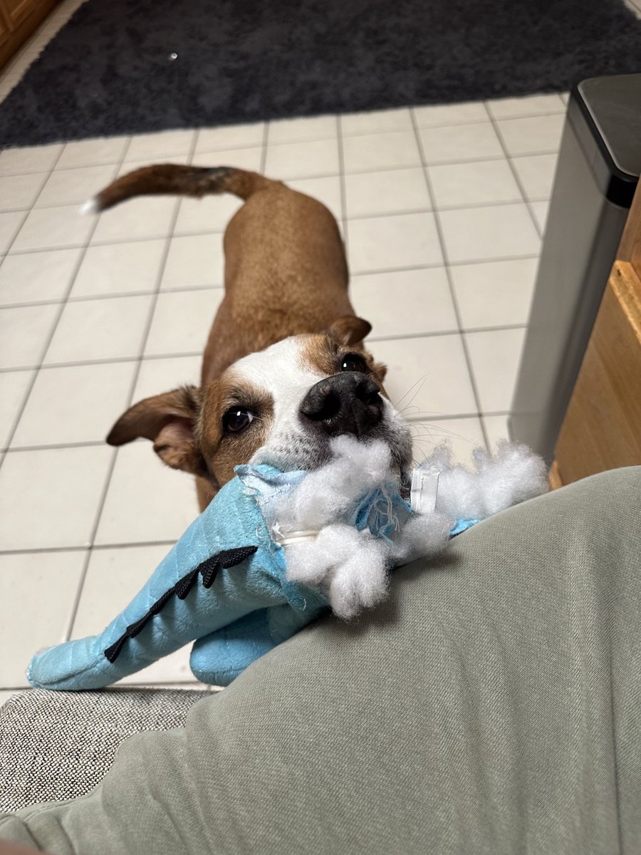 nymphymia's tweet photo. Gamers can I see your pets?? I’ll go first. 

This is Maymay, slayer of hydras! 😅 https://t.co/kSlVlGs0Jx