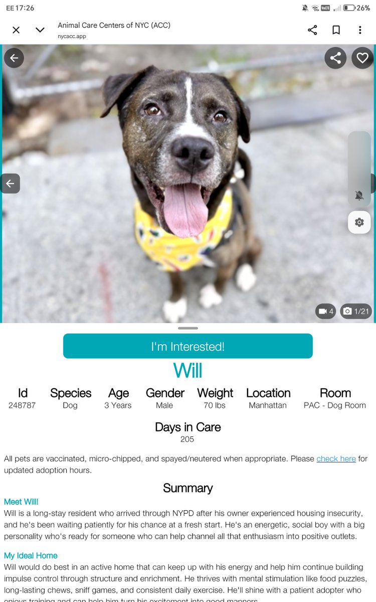 samj_jane's tweet photo. 🐶#Adoptme #Dogoftheday
Meet Will A Handsome 3yr old has been at the shelter 205 Days charming bright affectionate❤️treats an energetic boy who loves 2 keep his mind+body stimulated hes been here wy 2long +deserves his furever🏡 rd more here https://t.co/VYRBlx2Qtn
#Foster 🙏 https://t.co/q4fT3XdVAt