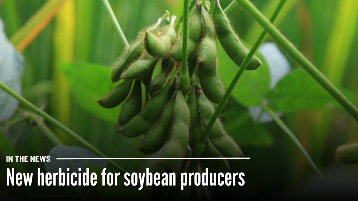 OntAg's tweet photo. A new herbicide...

Ontario soybean growers will have another tool available to them in 2027 as @BASFAgSolutions launched Zidua Prime herbicide.

For more information on this new herbicide 👇
https://t.co/XiOb1dIcuO

#OntAg https://t.co/9ieeSyErVB