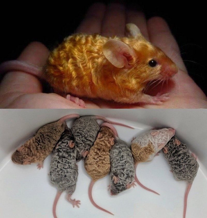 pmamtraveller's tweet photo. curly-haired fancy mice, with a genetic mutation that gives their coats a soft, and curly texture. https://t.co/Ms256qeAFo