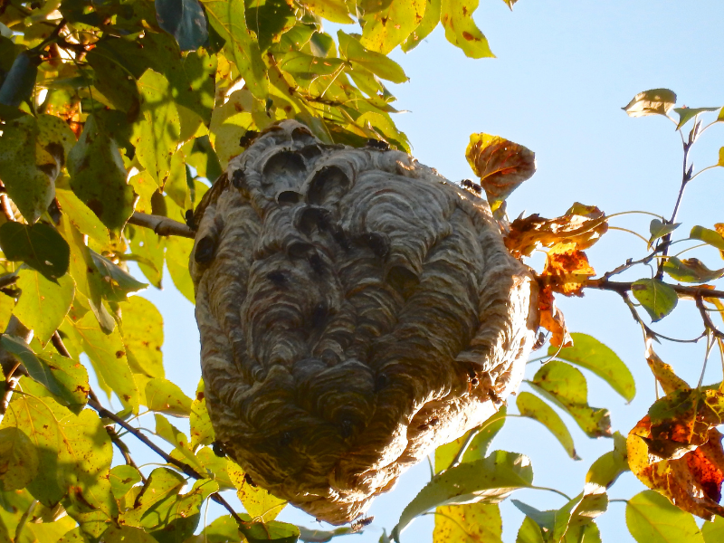 EffectivePest tweet picture