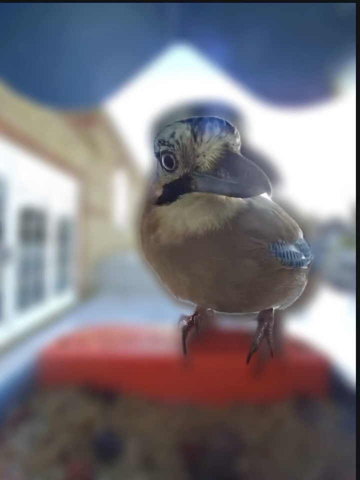 mrivanfade8xob's tweet photo. ghlight. I’ve spotted a Eurasian jay, which is a first for me! I really enjoy having these birds visit my table. ❤️✨ https://t.co/qqnaYddNnT