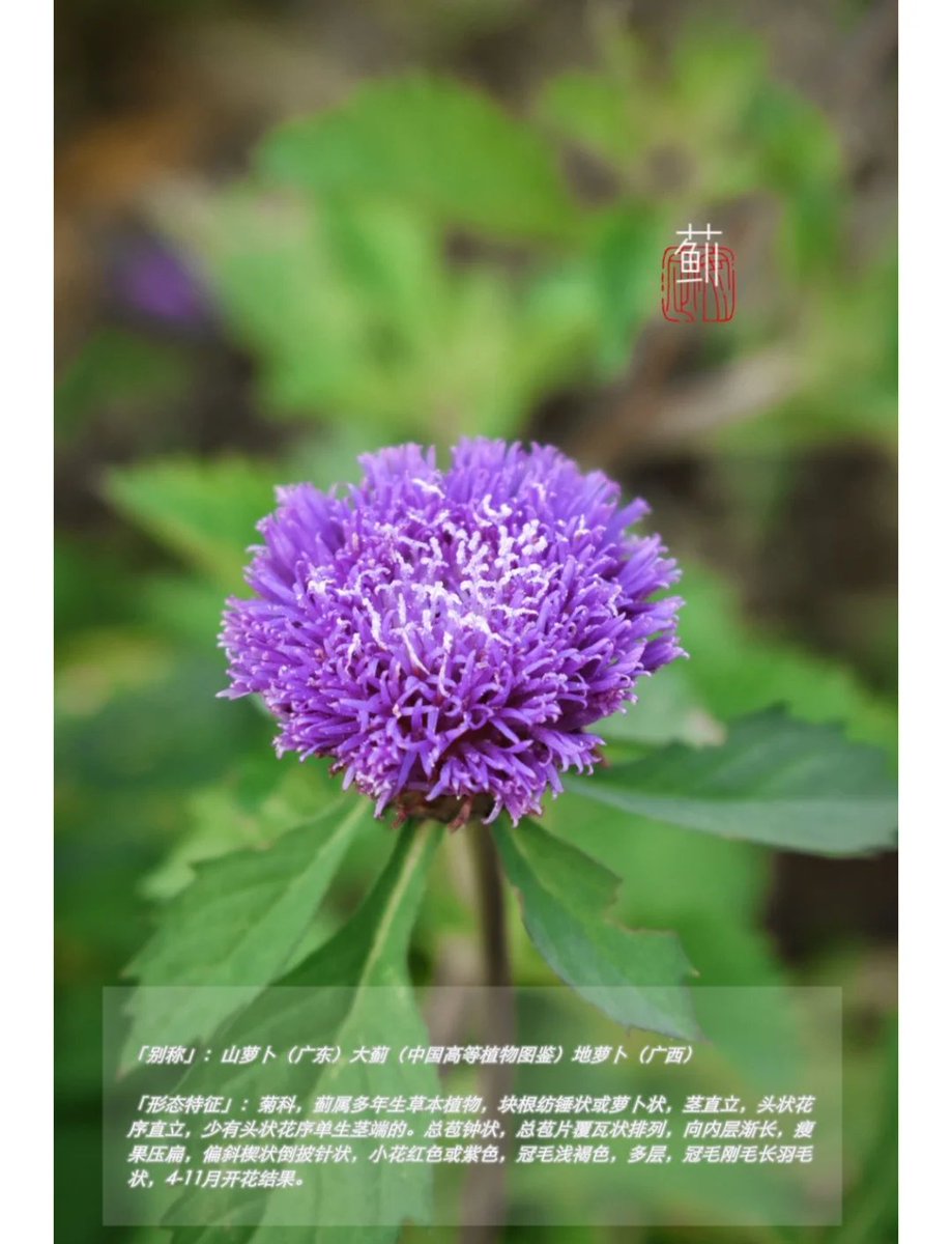 10cemilturan's tweet photo. 今日在郊野偶遇[泛堑蓟]，淡紫小花藏在草间，特别清新治愈～， https://t.co/uQ2e1qAJfh