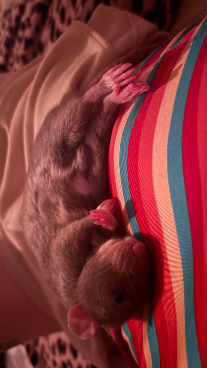 k31251a's tweet photo. très exactement QUATRE heures que jpp bouger psq madame a décidé de faire de moi son lit, jss morte de faim mais j'ai tellement pas envie de l'embêter https://t.co/jHfGWMgkGO