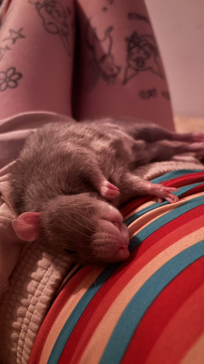 k31251a's tweet photo. très exactement QUATRE heures que jpp bouger psq madame a décidé de faire de moi son lit, jss morte de faim mais j'ai tellement pas envie de l'embêter https://t.co/jHfGWMgkGO