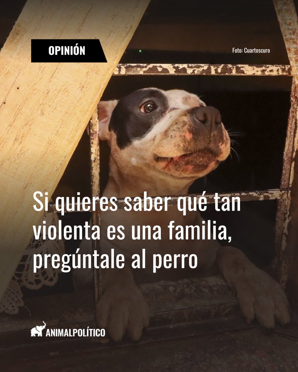 Pajaropolitico's tweet photo. #OpiniónYAnálisis - El maltrato animal no ocurre aislado: es el primer eslabón de la violencia familiar y de género. La evidencia criminológica muestra que quien agrede a un animal suele escalar hacia personas.

✍️: @_Jose_Gonzalezm 

https://t.co/DRMEumYoeT https://t.co/4ZtUrQJnnf