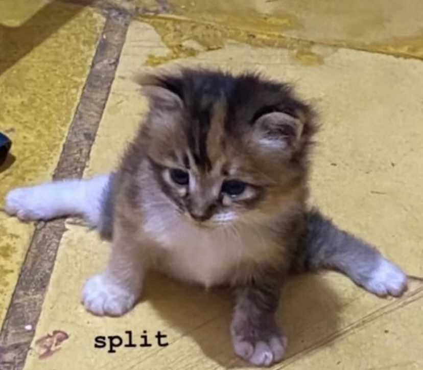 PunchingCat's tweet photo. https://t.co/0no0h7YyIc