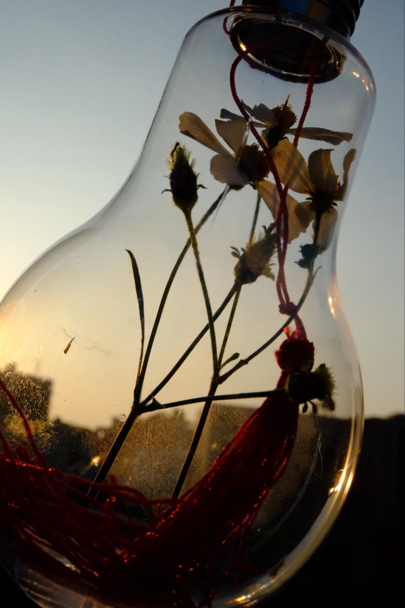 DarrenChen528's tweet photo. Creative Photography Challenge
Day 2: The Light Still Holds

The bulb no longer burns.
The flowers remember the last sun.
The red thread ties yesterday’s fire to tonight’s quiet.

Fujifilm SOOC. No AI.

#CreativePhotographyChallenge #StillLife #Lightbulb #RedThread #GoldenHour #NoAI