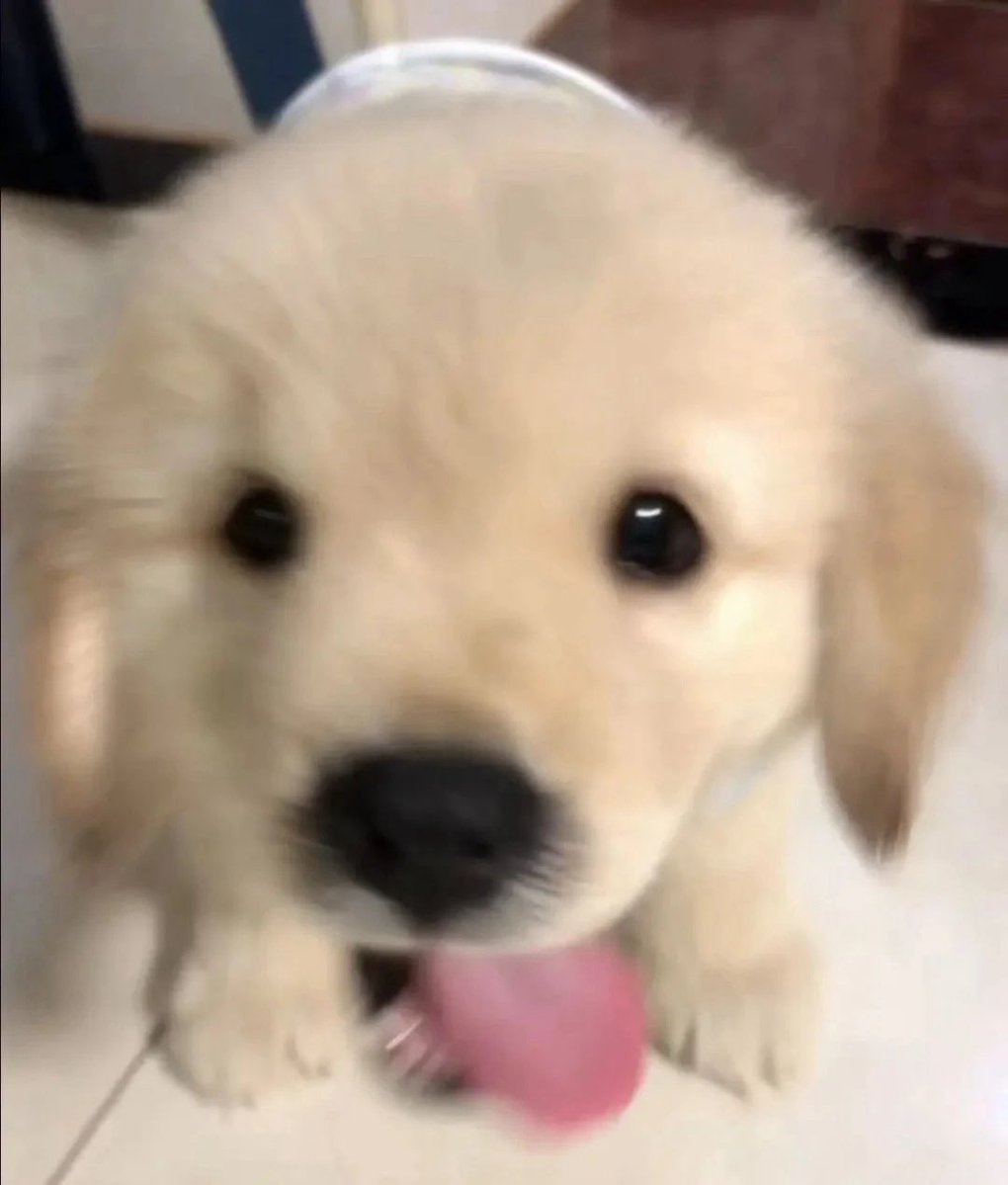 itsJ_320's tweet photo. 100% puppy 😭
#martin #puppytin #마틴 https://t.co/2fkwoOZpmw