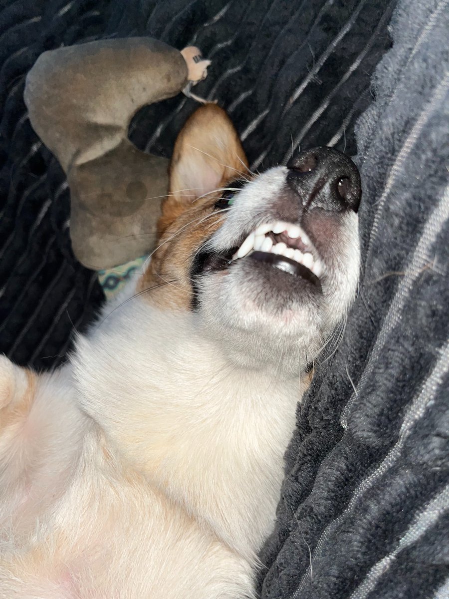 perfrobor2001La's tweet photo. Say cheese! Little Rosie is showing off her bright morning smile. Look at those eyes! https://t.co/Kf5MTTVpWG