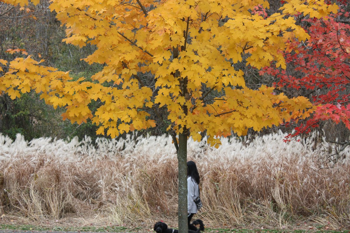 JosephTomasic's tweet photo. BEFORE YOU GO

If you should ever leave me
 please, let it be in autumn
for these are the months
 broken hearts are in season
when a dispassionate wind
 detatches leaves from tree limbs
and tears previously summoned 
 are primed and ready to fall 
@RobertAllenPoet @kalezelden https://t.co/4diPDgwZXP