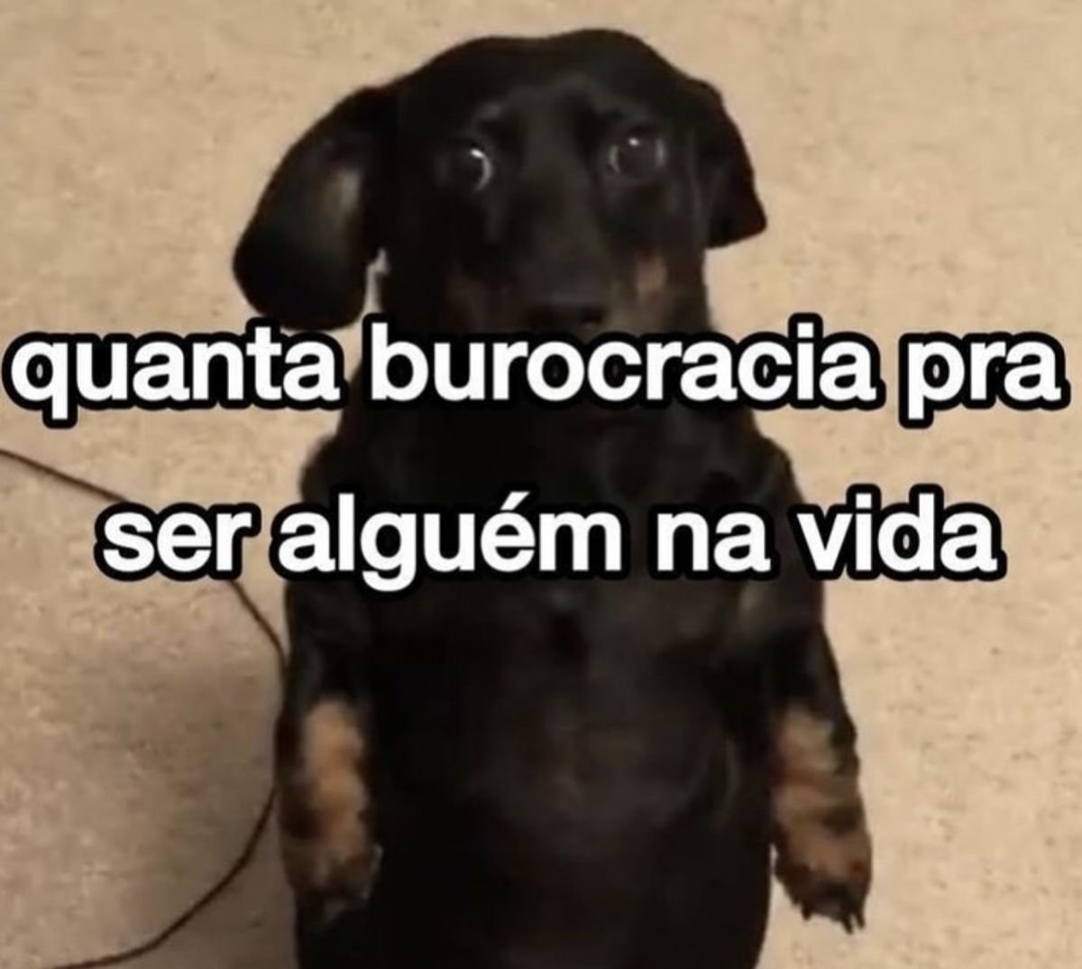 acervobichinho's tweet photo. https://t.co/yhzUu1bD6L