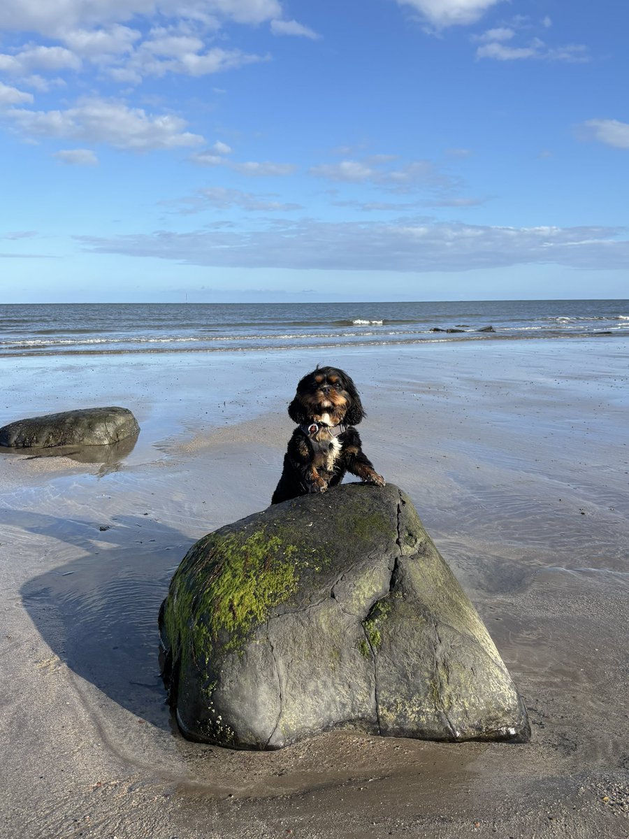 Price27P's tweet photo. The wevver got much nicer after dinner, so spent a bit of time moochin on Boulmer beachy! π₯³π₯³ππ#ArthurOnTour @NicPrice22 https://t.co/krN1LvzGlB