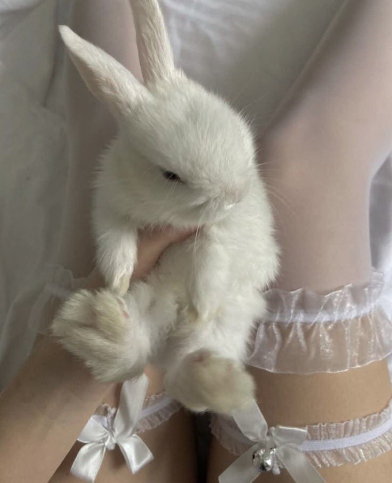 belabunnie's tweet photo. not new to #nsfwtwt #nsfwtwtًً
⏔⏔⏔ ꒰ ᧔ෆ᧓ ꒱ ⏔⏔⏔

• 21
• she/her
• bunny 
• virgin 
• sub
• anime and games
• hmu <3

⏔⏔⏔ ꒰ ᧔ෆ᧓ ꒱ ⏔⏔⏔

ㅤ♡ and ⟳ to be #moots https://t.co/IuD3WzHqGC