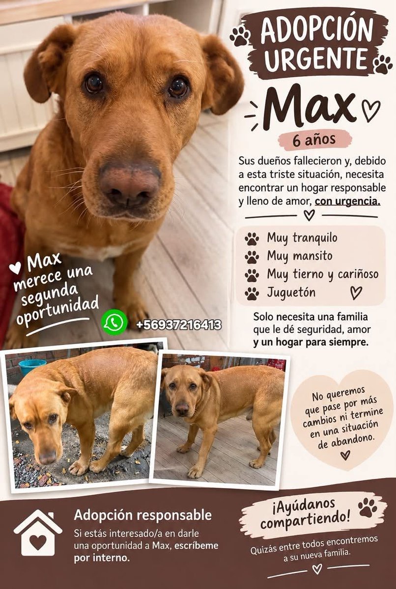 eltuitdemarsh's tweet photo. Urge un hogar para Max. Sus dueños fallecieron, se quedó solito y no quieren que termine en las calles. Tiene 6 años, está sano, es muy dócil, tranquilo, tierno y cariñoso. Si deseas darle un hogar, comunícate al +56937216413. Favor RT!
#Santiago https://t.co/Cqe0vDUOo3